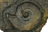 Iron Replaced Ammonite Fossil in Rock - Boulemane, Morocco #164482-1